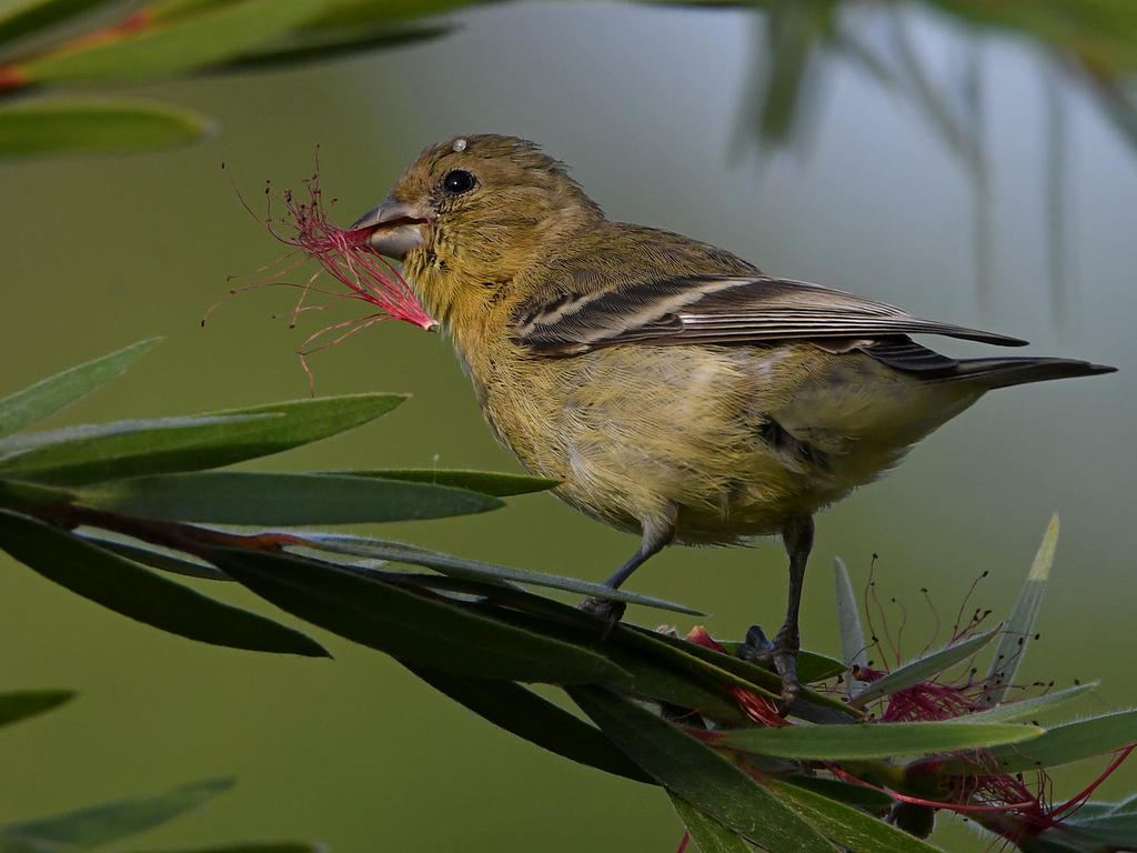 Goldfinch4.jpg
