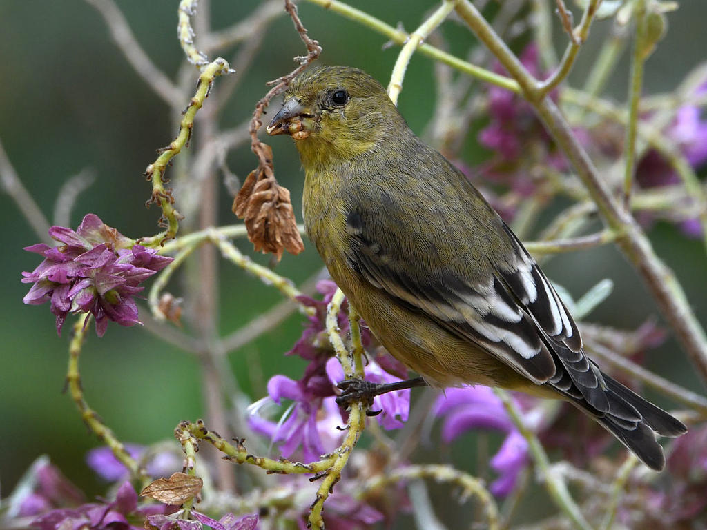 Goldfinch4.jpg