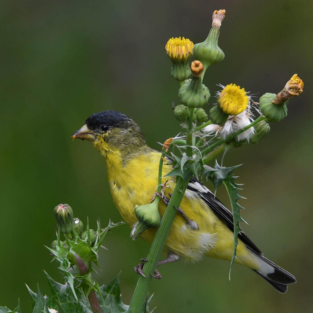 Goldfinch4.jpg
