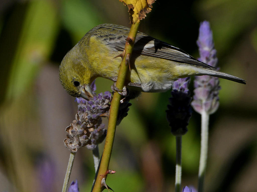 Goldfinch4.jpg
