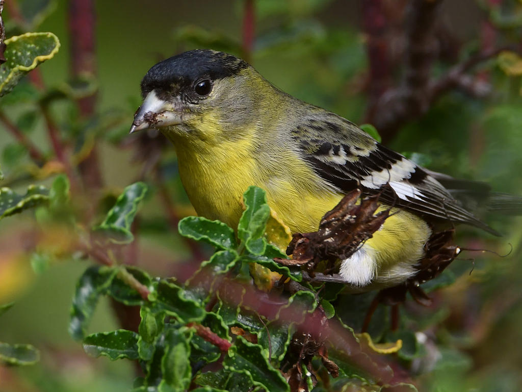 Goldfinch4.jpg