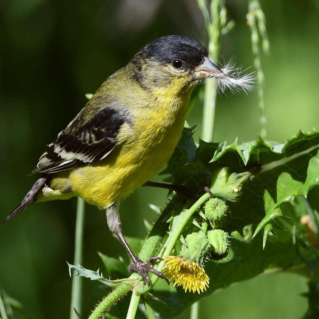 Goldfinch4.jpg