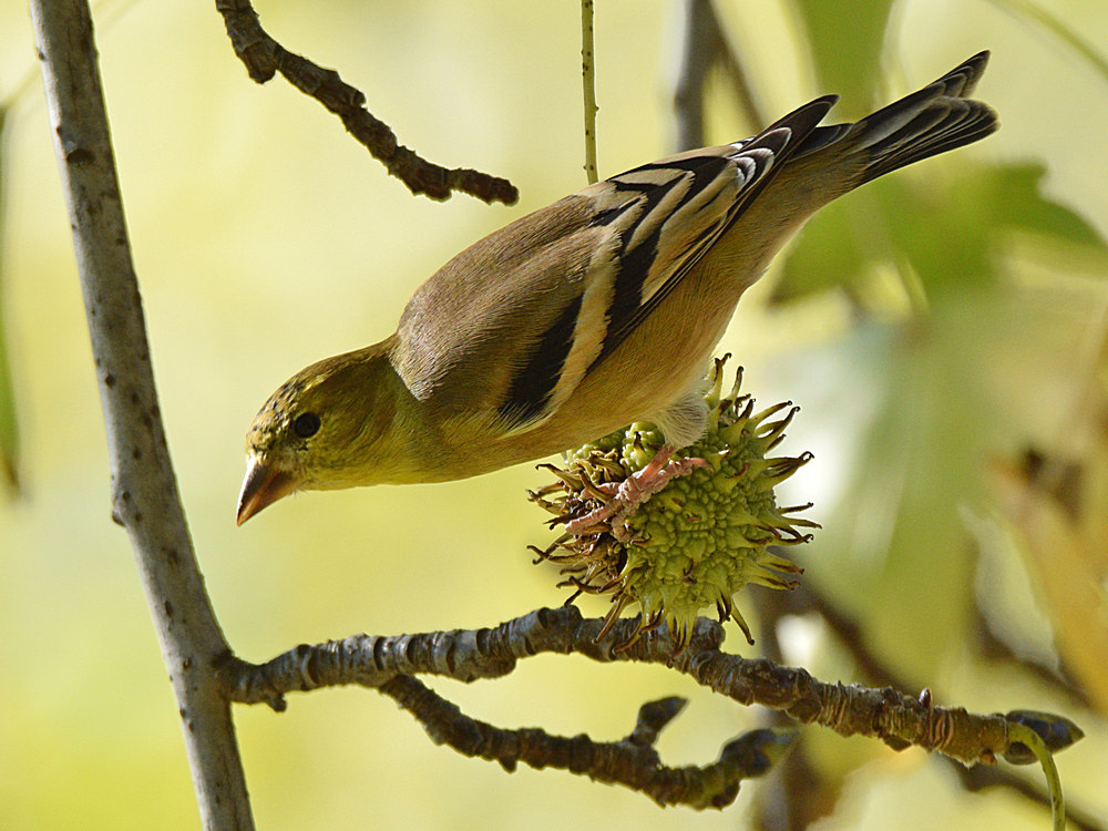 Goldfinch5.jpg
