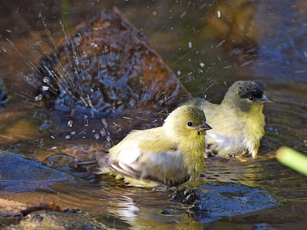 Goldfinch5.jpg