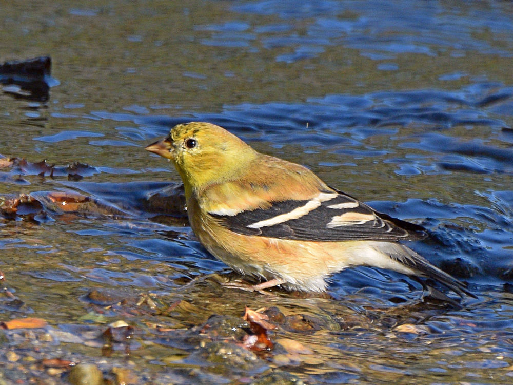 Goldfinch5.jpg