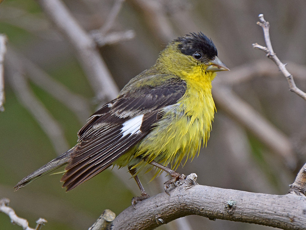 Goldfinch5.jpg