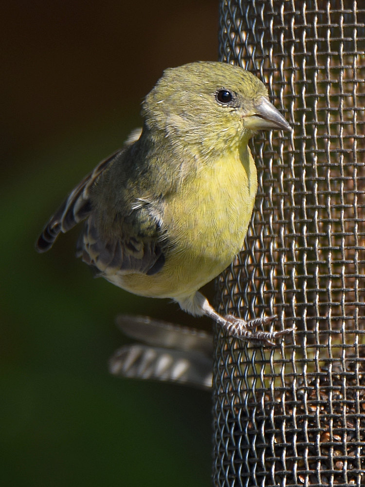Goldfinch5.jpg