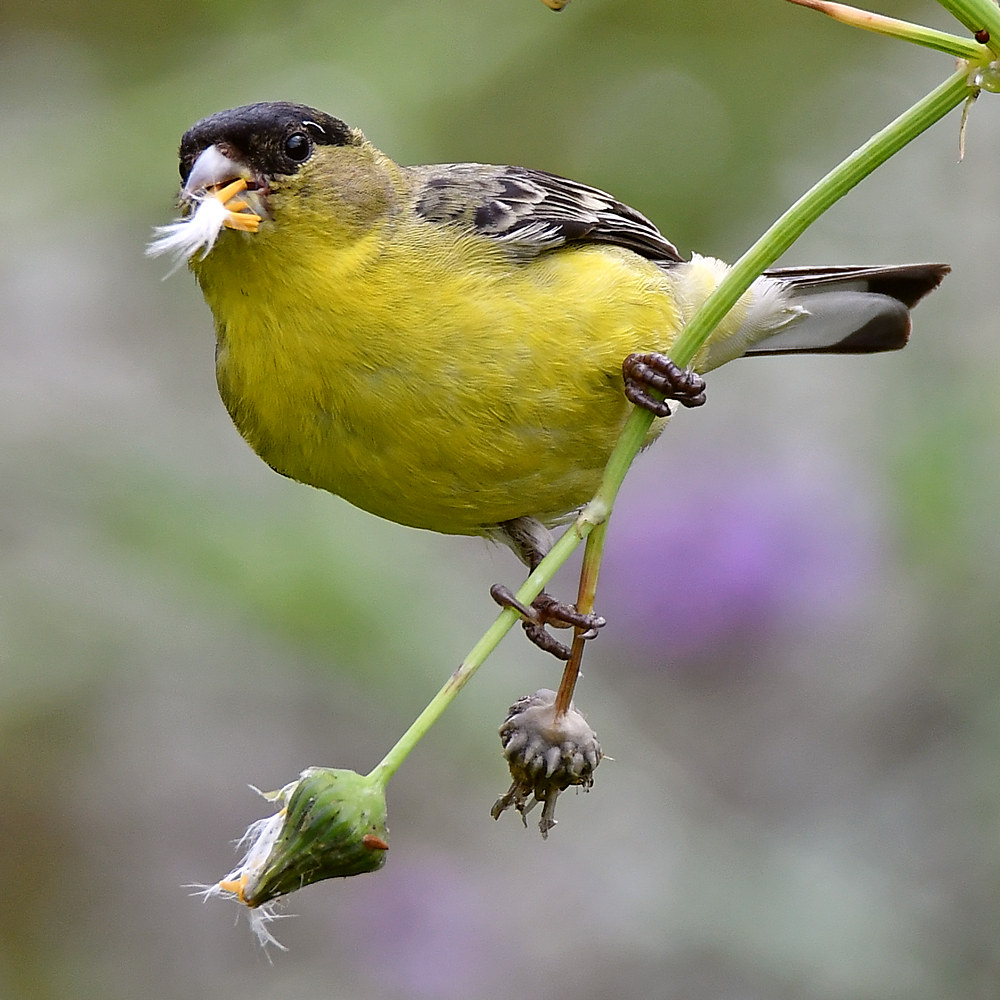 GoldFinch5.jpg