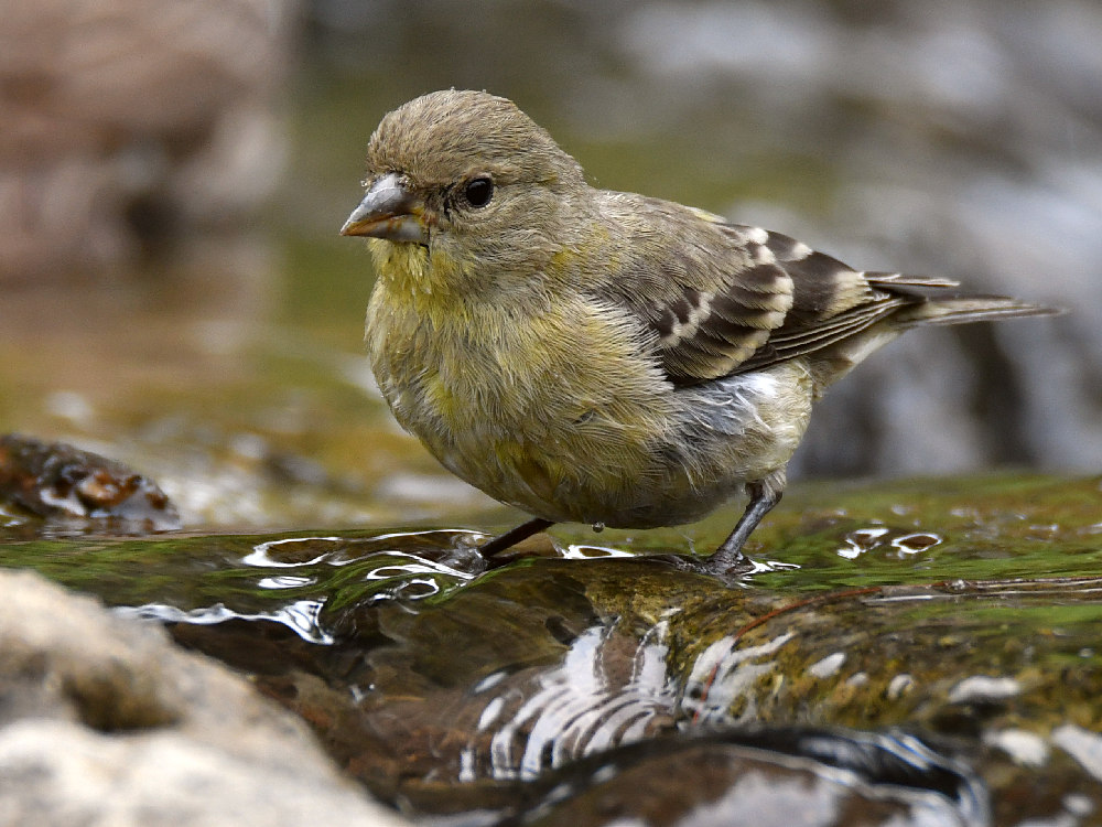Goldfinch5.jpg