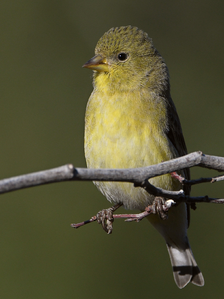 Goldfinch5.jpg