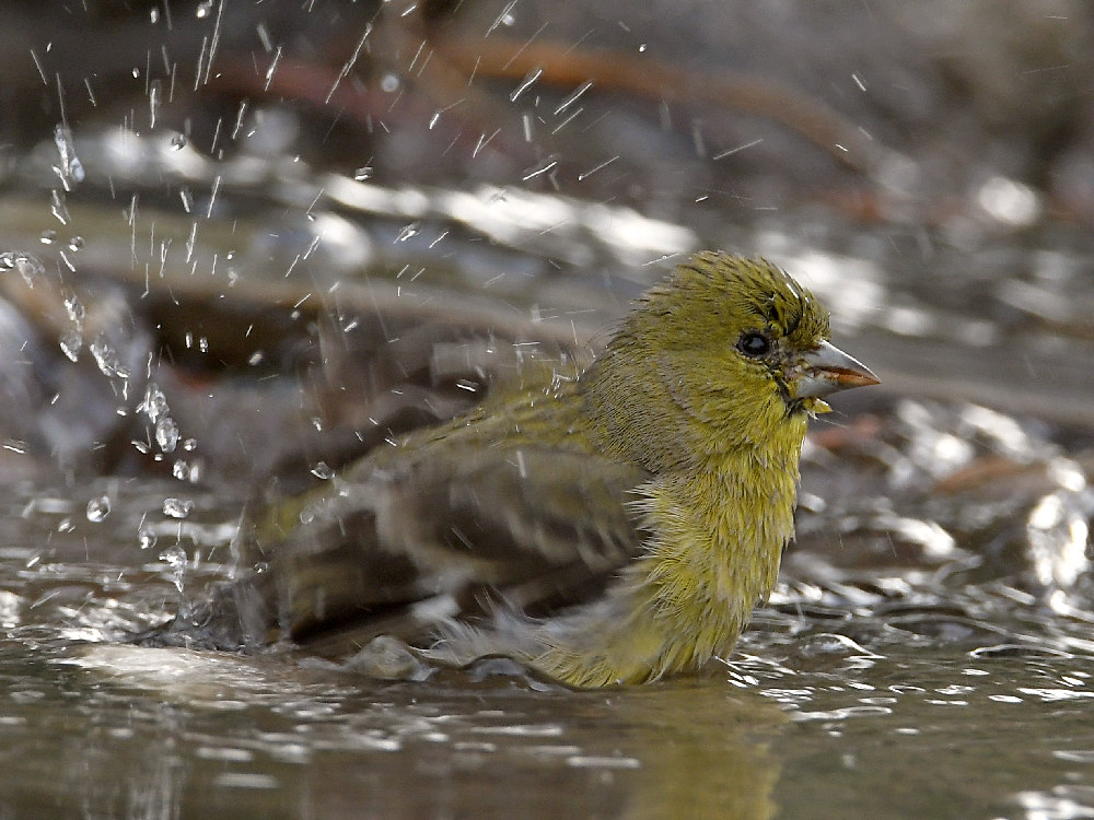 Goldfinch5.jpg