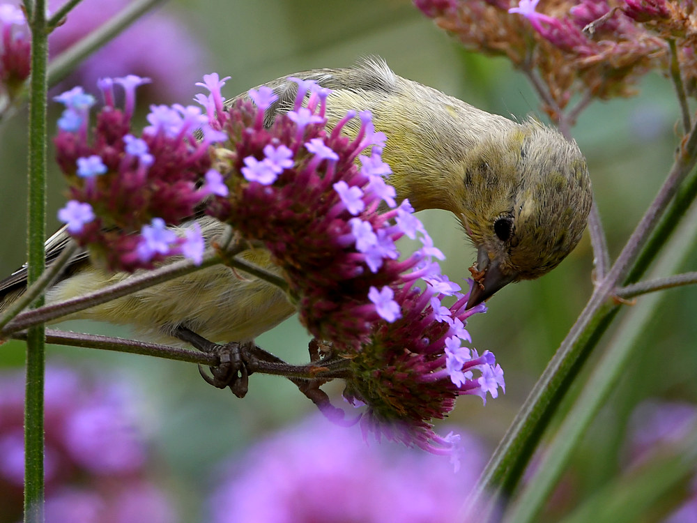 Goldfinch5.jpg