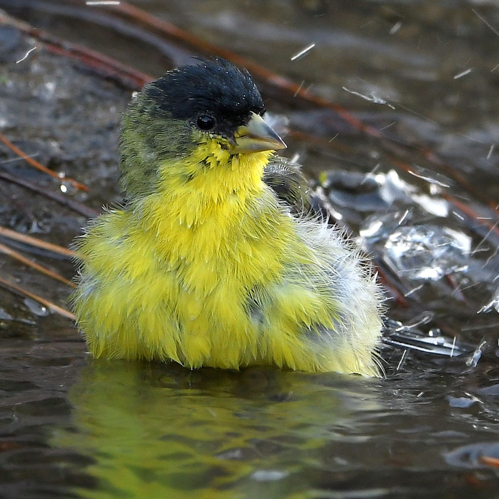 Goldfinch5.jpg