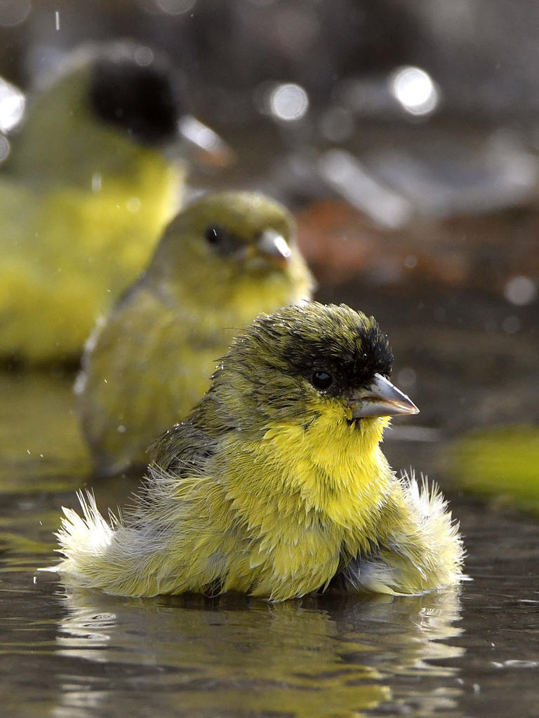 Goldfinch5.jpg