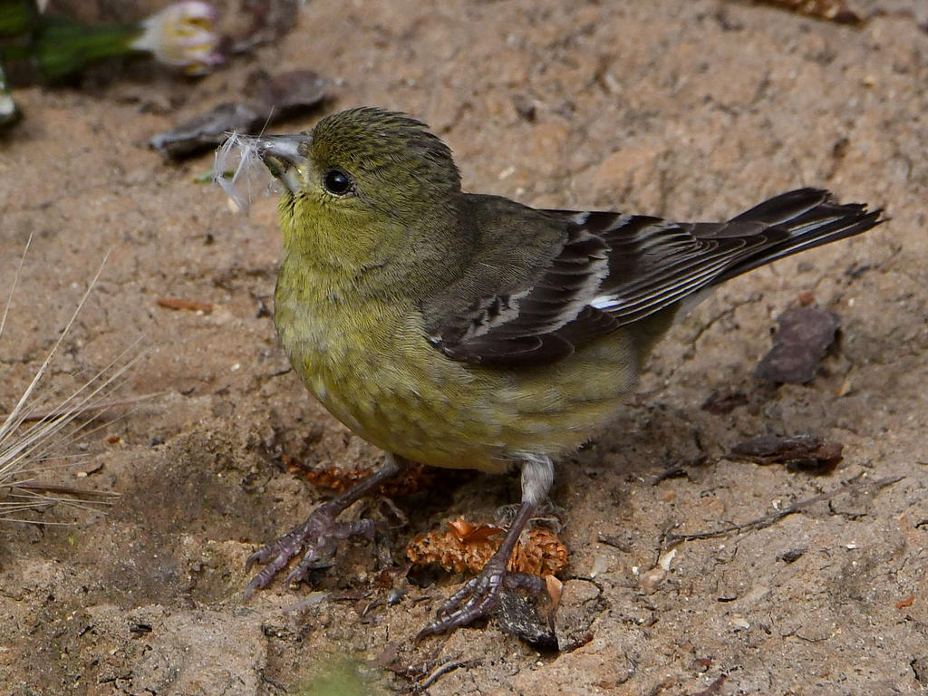Goldfinch5.jpg