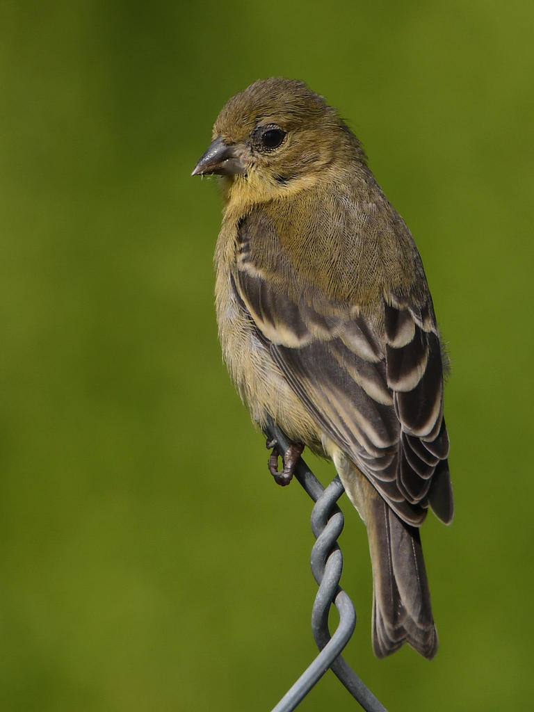 Goldfinch5.jpg
