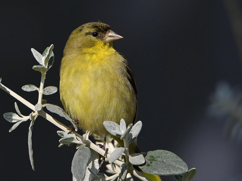 Goldfinch5.jpg