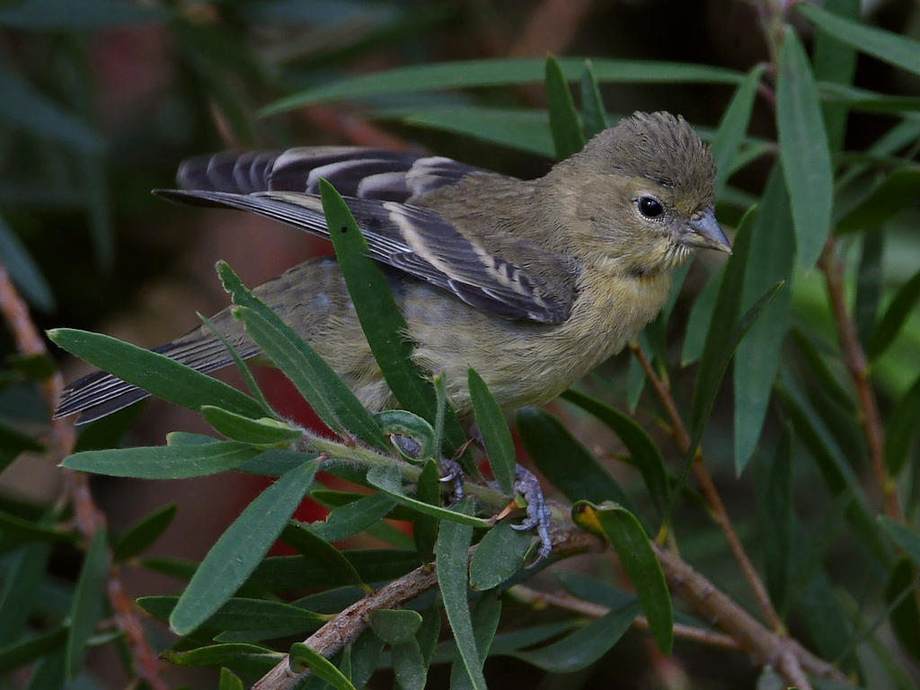 Goldfinch5.jpg