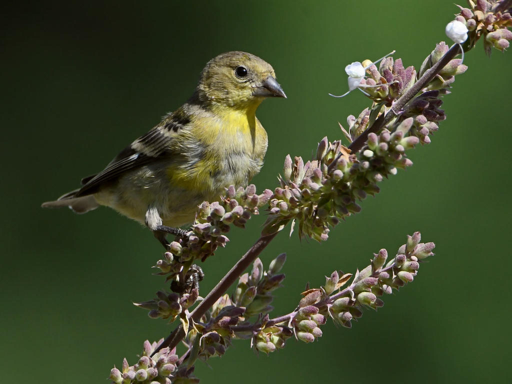 Goldfinch5.jpg