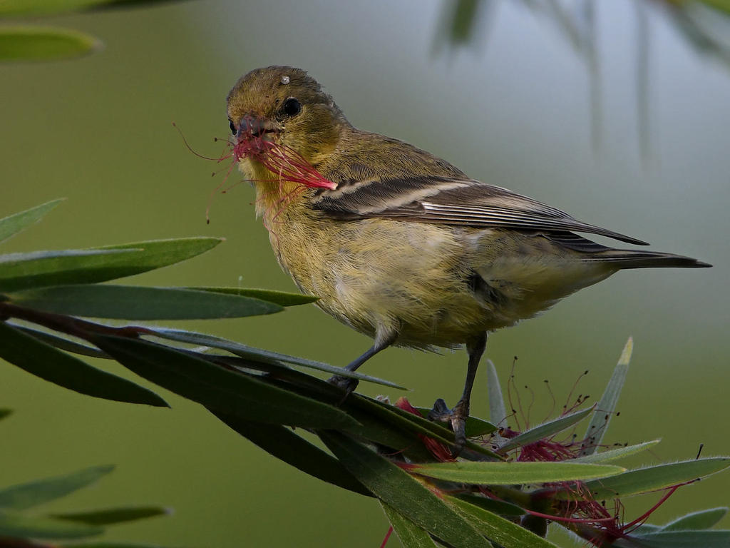 Goldfinch5.jpg
