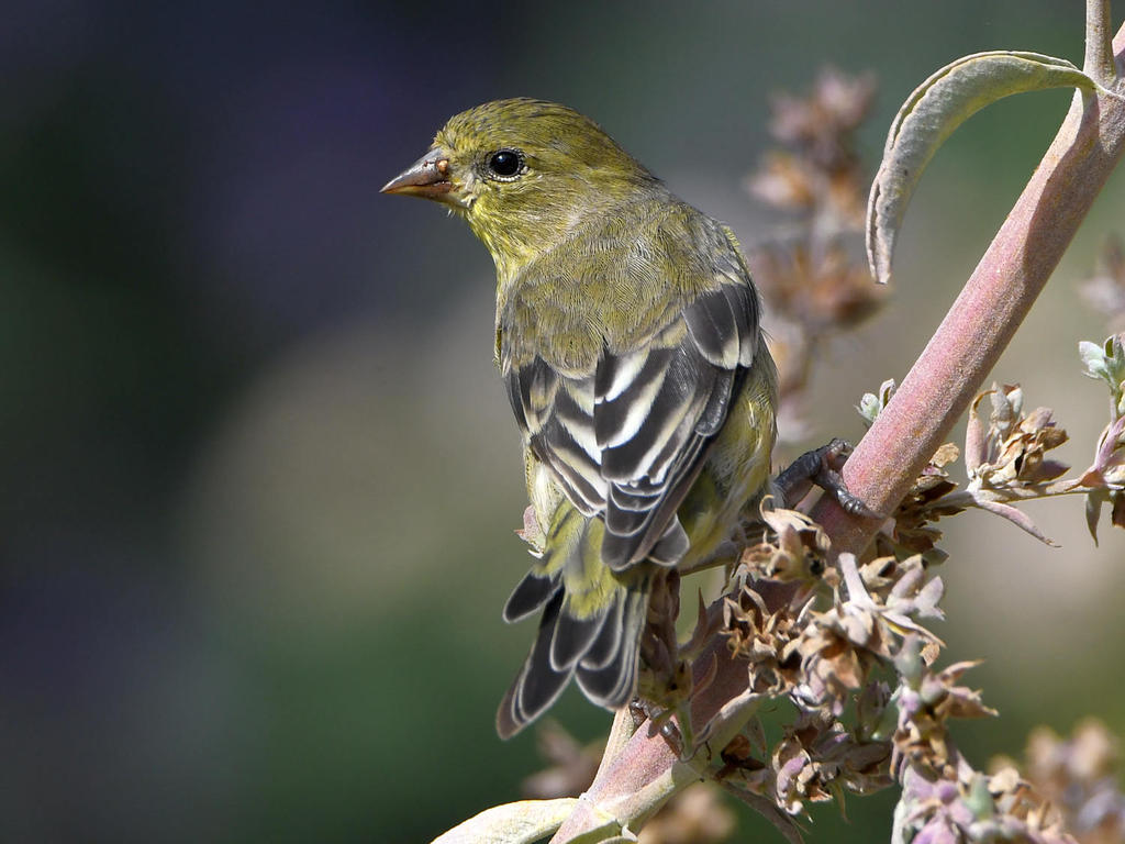 Goldfinch5.jpg