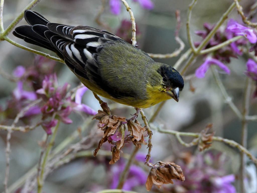 Goldfinch5.jpg