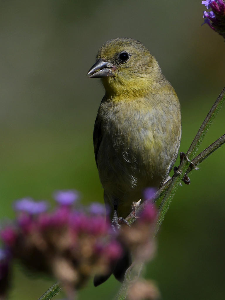 Goldfinch5.jpg