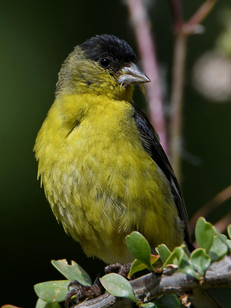 Goldfinch5.jpg