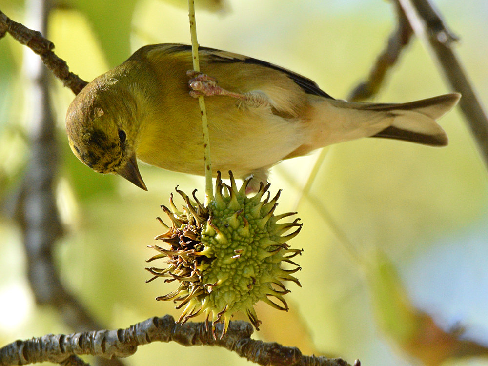 Goldfinch6.jpg