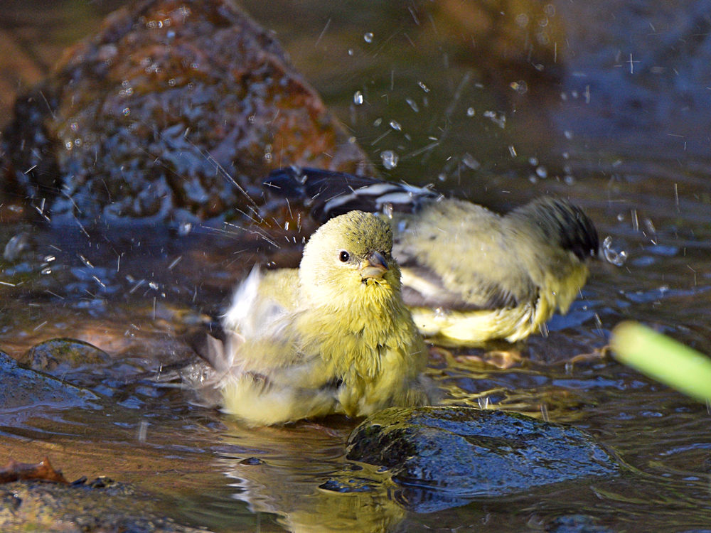 Goldfinch6.jpg