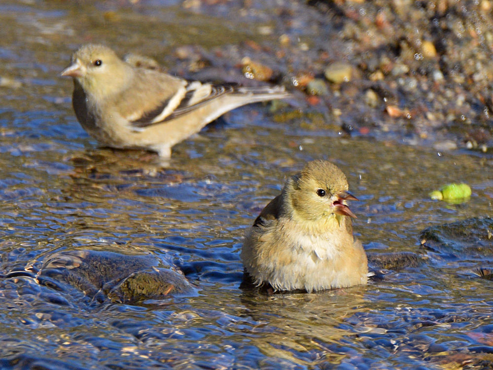 Goldfinch6.jpg