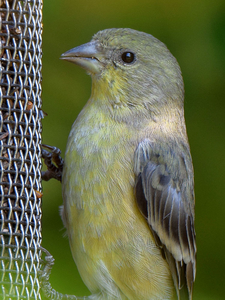 Goldfinch6.jpg