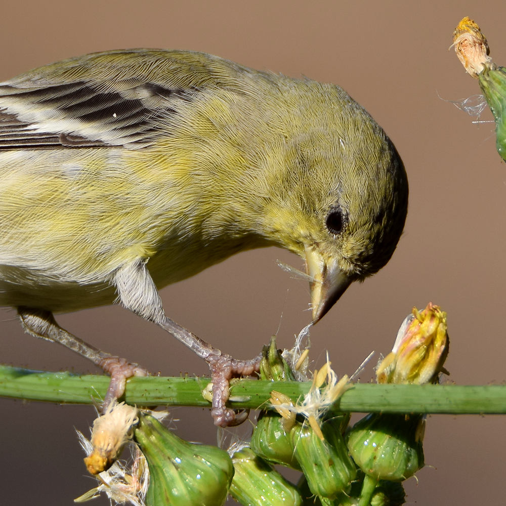 Goldfinch6.jpg