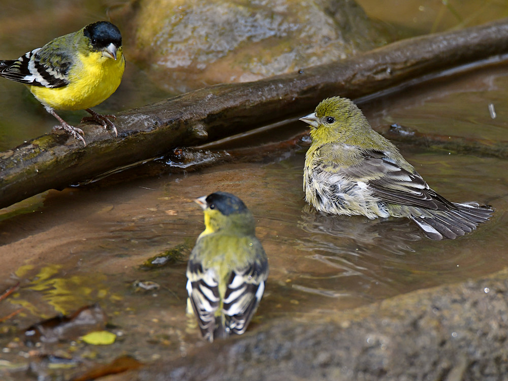 Goldfinch6.jpg