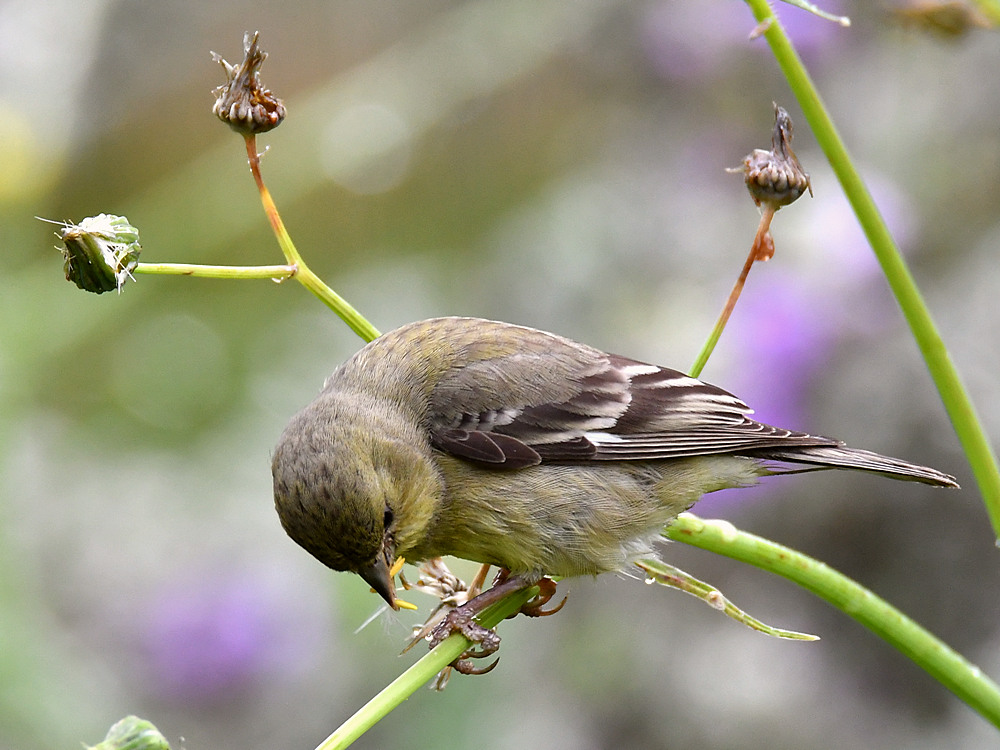 GoldFinch6.jpg