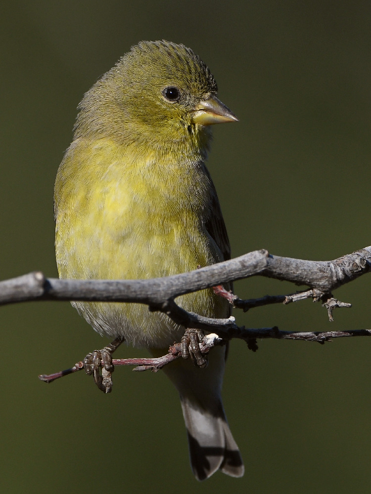 Goldfinch6.jpg