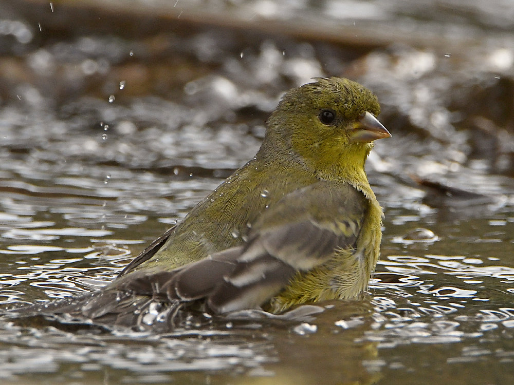 Goldfinch6.jpg