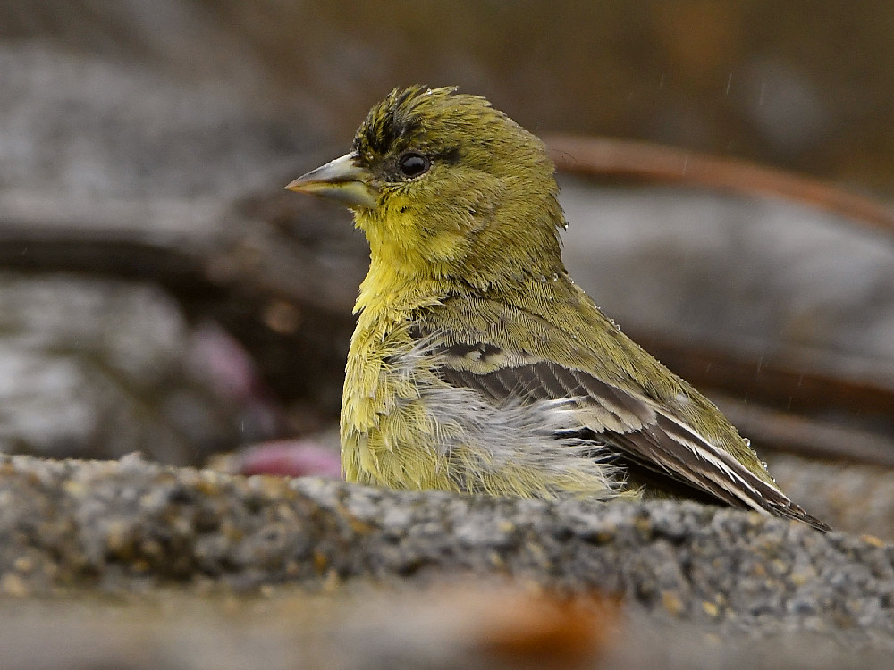 Goldfinch6.jpg