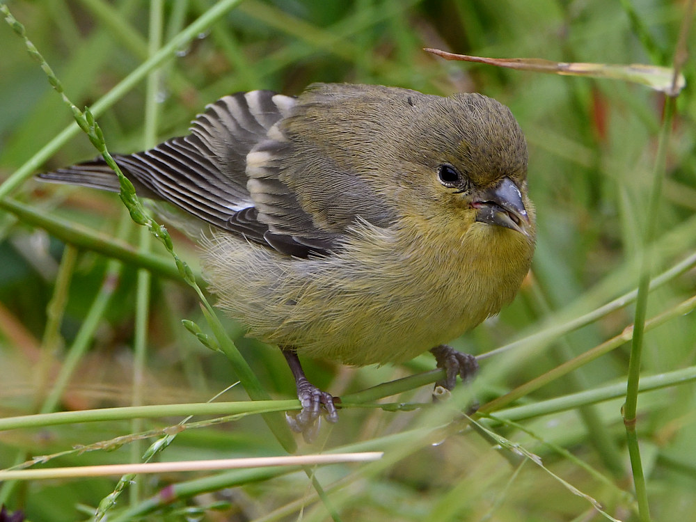 Goldfinch6.jpg