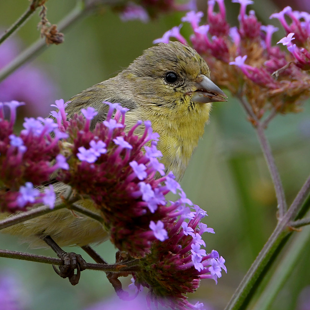Goldfinch6.jpg