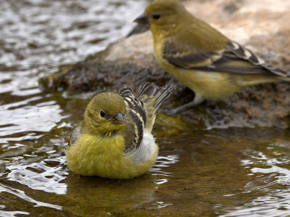 Goldfinch6.jpg