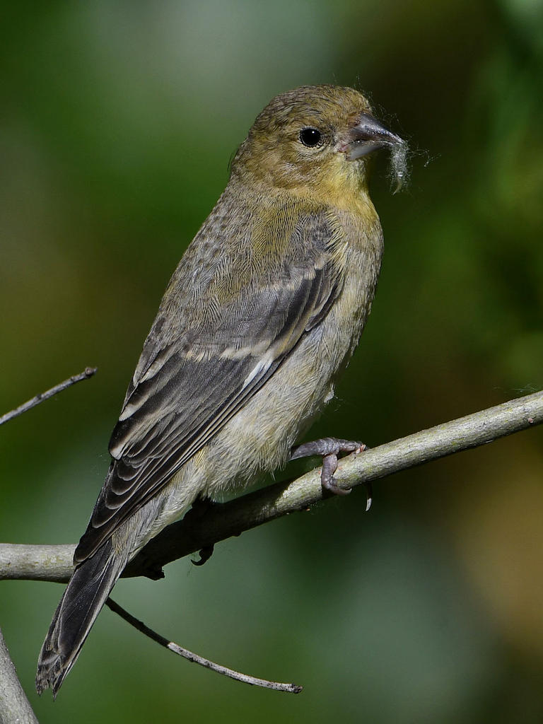 Goldfinch6.jpg