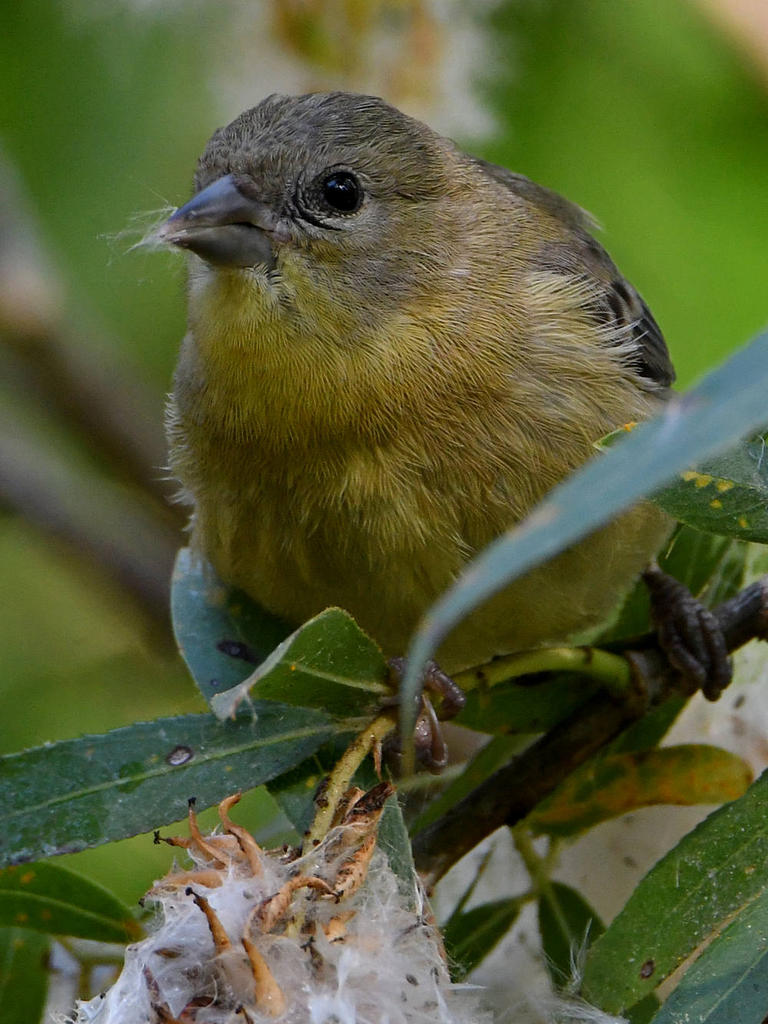 Goldfinch6.jpg