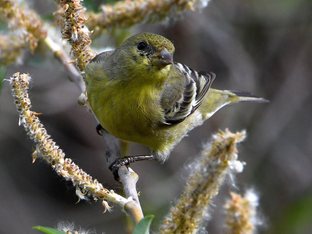 Goldfinch6.jpg