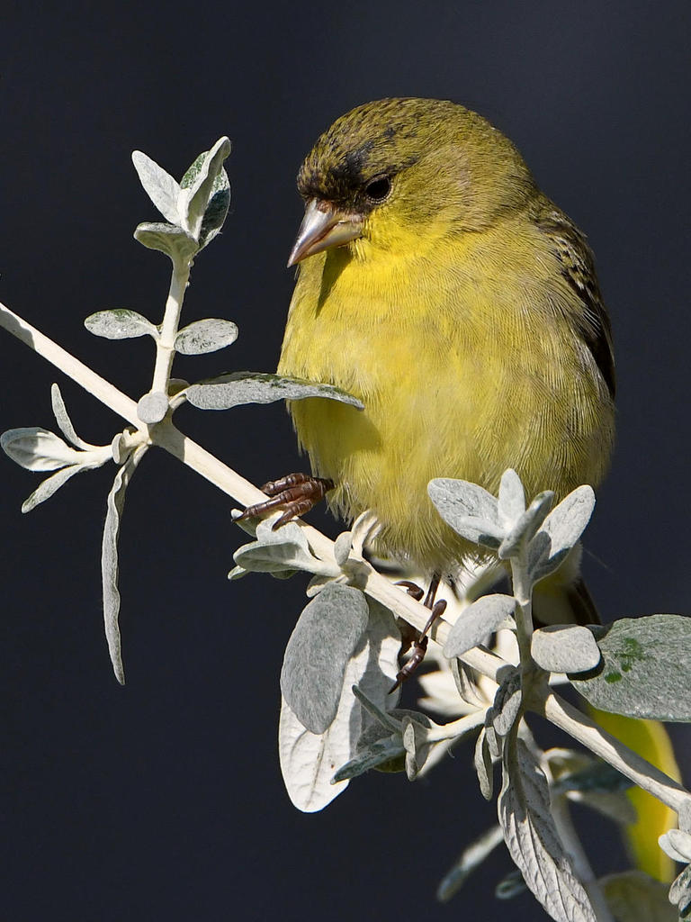 Goldfinch6.jpg