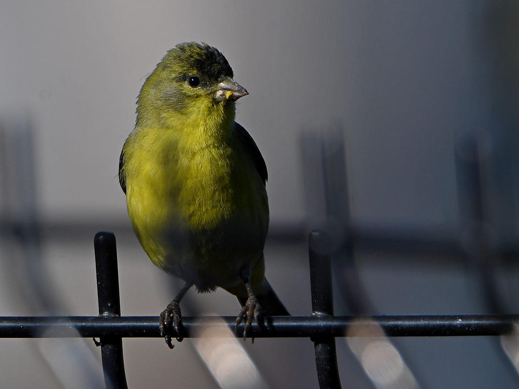 Goldfinch6.jpg