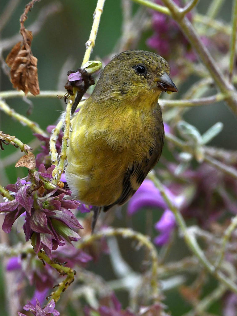 Goldfinch6.jpg