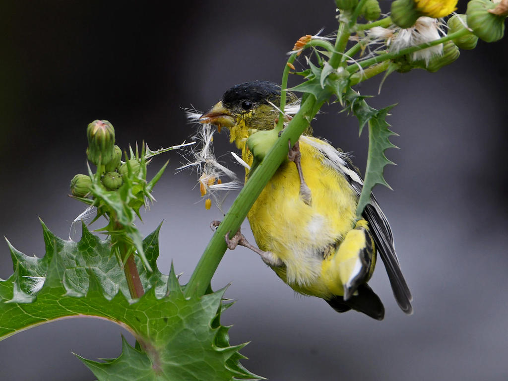 Goldfinch6.jpg