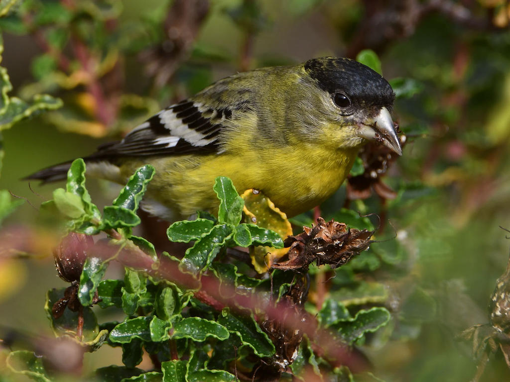 Goldfinch6.jpg
