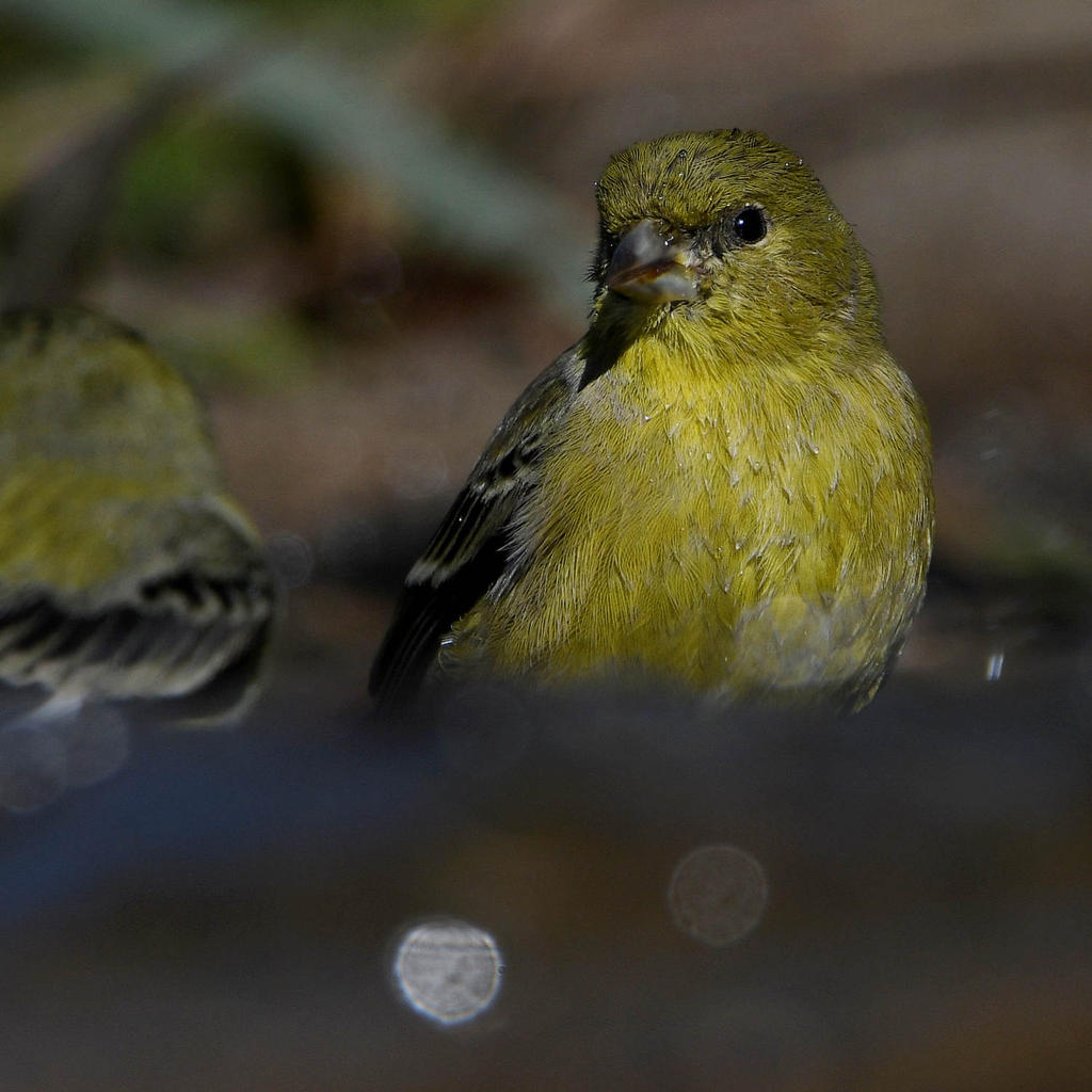 Goldfinch6.jpg